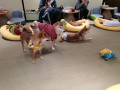 -逗柴咖啡屋·狗咖猫咖宠物桌游