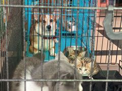 -家友宠物(莞城店)