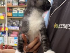 -瑞鹏宠物医院·骨科·猫科·内科(第一中心)