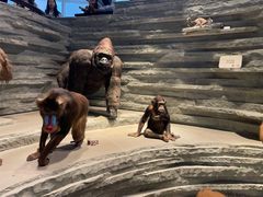 -Behring World of Animals(上海自然博物馆店)