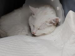-北京观赏动物医院·24小时大型综合·猫专科·异宠专科