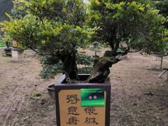 -龙架山森林公园