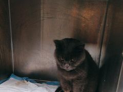 -瑞鹏宠物医院·超声·骨科·奇麟分院(蜀都万达店)