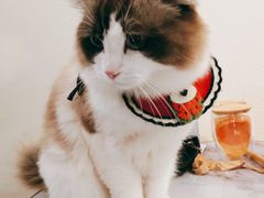 -喵喵咪呀布偶猫咖(春熙路店)