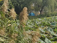 -昆山城市生态森林公园