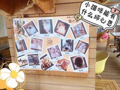 -猫的茶·猫咖