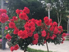 -裕华世纪公园