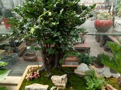 -龙大花卉苗木市场