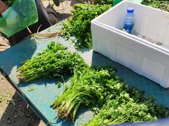 -何庄子阿米玛玛农产品批发市场