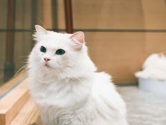 -瞄一喵猫咖(格力海岸店)