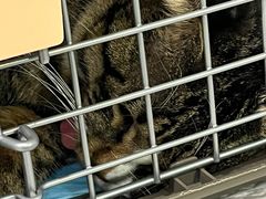 -纳吉亚猫专科动物医院·北北分院