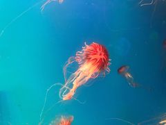 -芜湖新华联大白鲸海洋公园