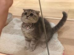-Pets First伊珊娜洗护·精致美容·家庭式寄养(新会路店)