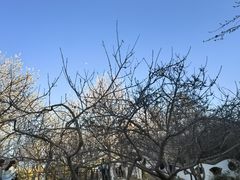 -桃花堤公园