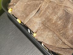 -钢管厂五区小郡肝串串香(车公庙店)