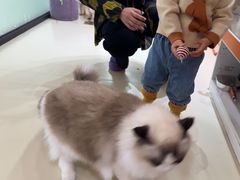 -三花喵·撸猫购宠·宠物生活馆(虹桥南丰城店)