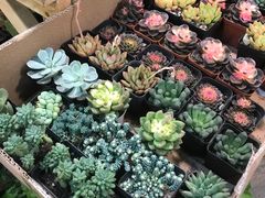 -双季花艺园艺市场(浦东店)