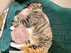 -平行世界·猫咖(首经贸店)