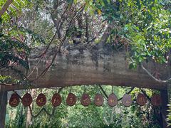 -西双版纳原始森林公园