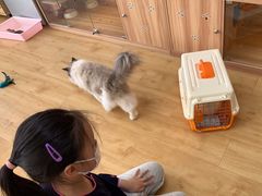 -喵百万·布偶·蓝金金渐层英短·猫舍(百子湾店)