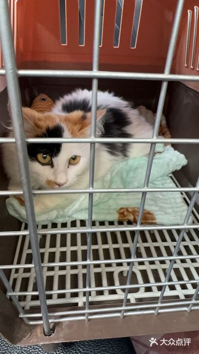 天使宠物医院·犬猫分诊(彩虹店)图片