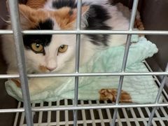 -天使宠物医院·犬猫分诊(彩虹店)