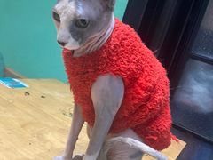 -猫色咖啡·猫咖