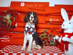 -超宠爱宠物摄影-Super pet