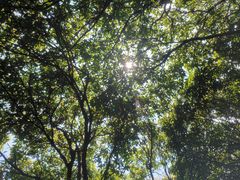 -阳台山森林公园