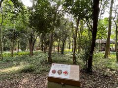 -南宁良凤江国家森林公园