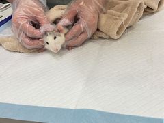 -博特宠物医院24h犬猫全科.骨科·异宠