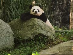 -都江堰中华大熊猫苑