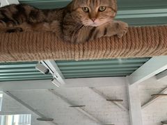 -喵屿·大理花园猫咖