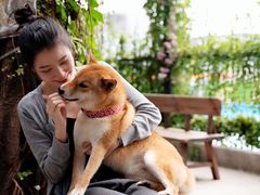 -柴犬高等学院·狗咖·柴犬售卖·宠物训练