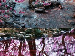 -石家庄市植物园