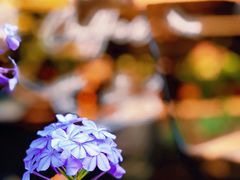 -Palette·花籁咖啡烘焙