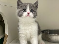 -lincat·猫舍(广州店)