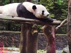 -都江堰中华大熊猫苑