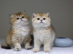 -lincat·猫舍(广州店)