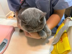 -御宝贝·A梦猫科宠物医院(国际猫友好医院)