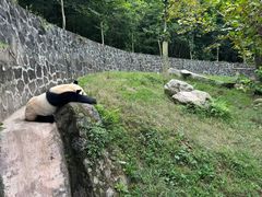 -都江堰中华大熊猫苑