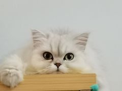 -宠颐生猫科·内科皮肤科(西平世纪城店)