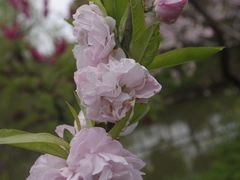 -南汇桃花村