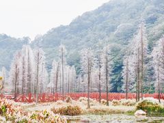 -广州市石门国家森林公园
