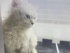 -心仪动物医院·牙专科·肿瘤·心脏科(西客站院)
