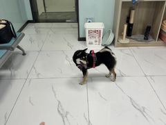 -嘉馨宠物医院·CT影像转诊·心脏科·犬猫全科诊疗中心(下沙大学城院区)