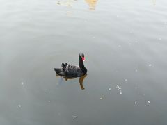 -成都南湖公园
