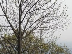 -紫金山索道-售票处
