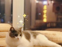 -Catmate·猫肥家润(金润铂宫店)