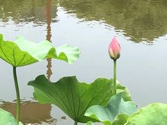 -陈家山荷花公园